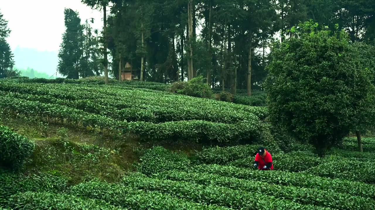 茶山茶园采茶人视频下载