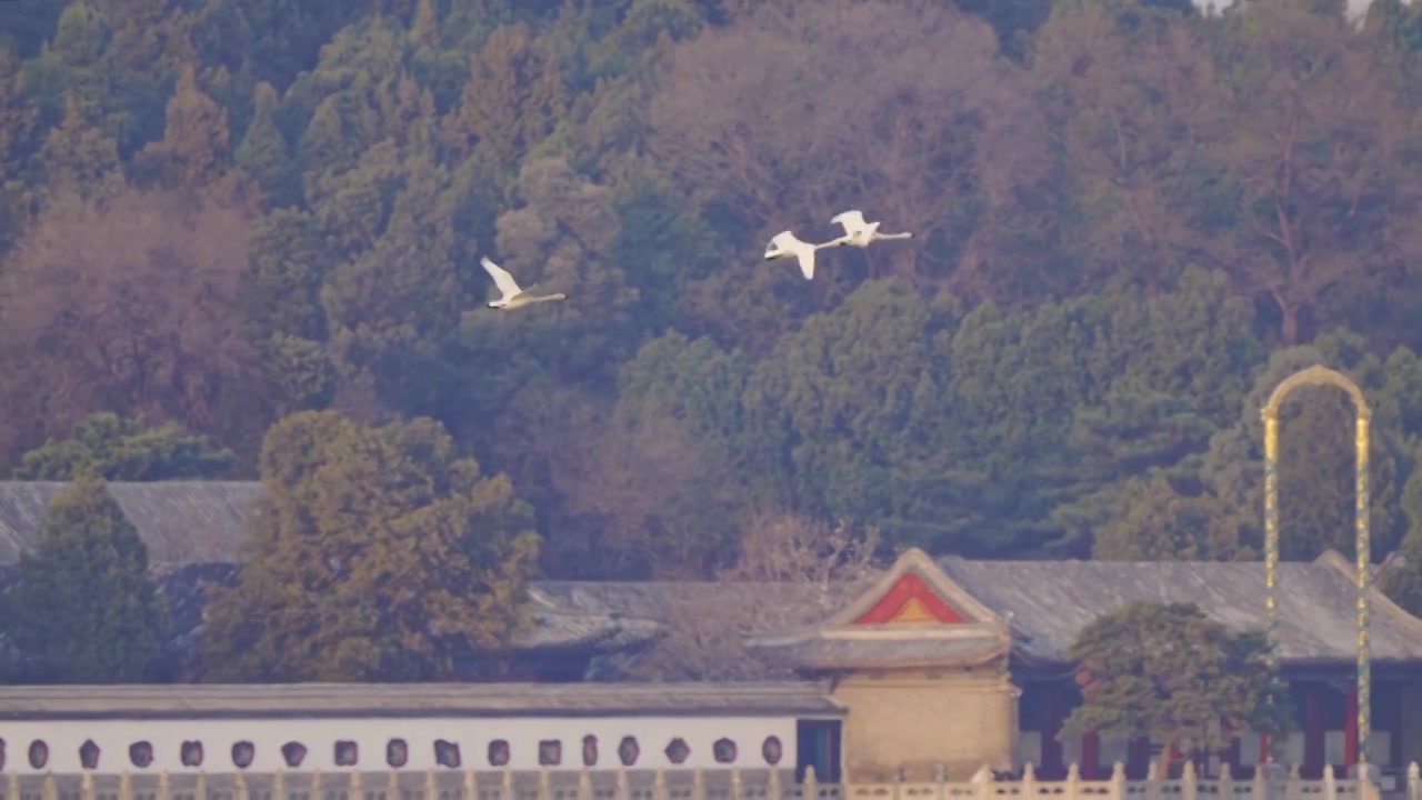 白天鹅飞临昆明湖视频下载