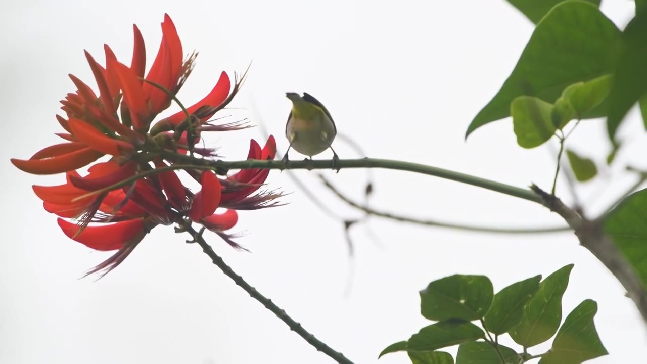 春天刺桐花与绣眼鸟视频素材