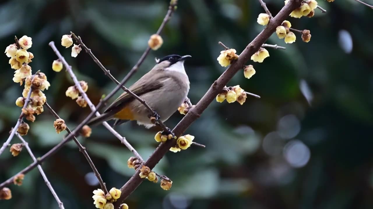 黄臀鹎吸花蜜视频素材