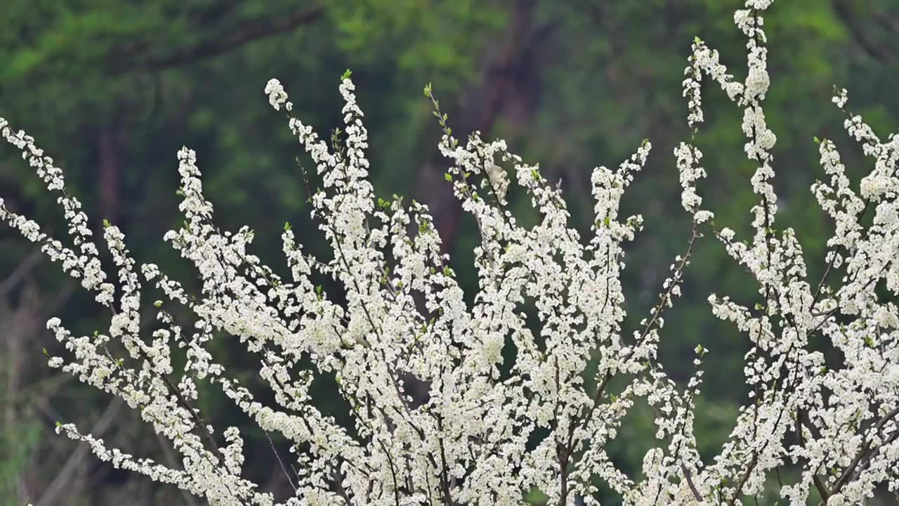 李子树上的黄臀鹎视频素材