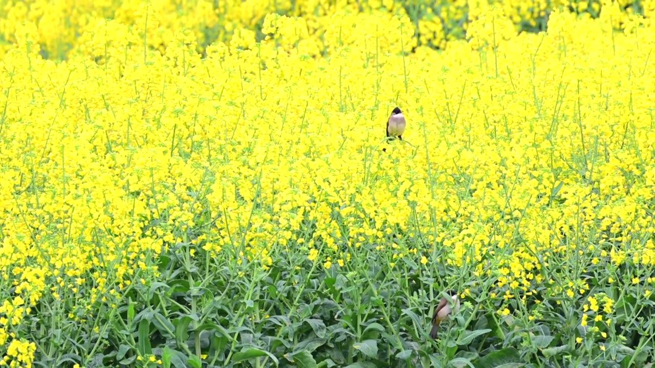 油菜花中的黄臀鹎视频素材