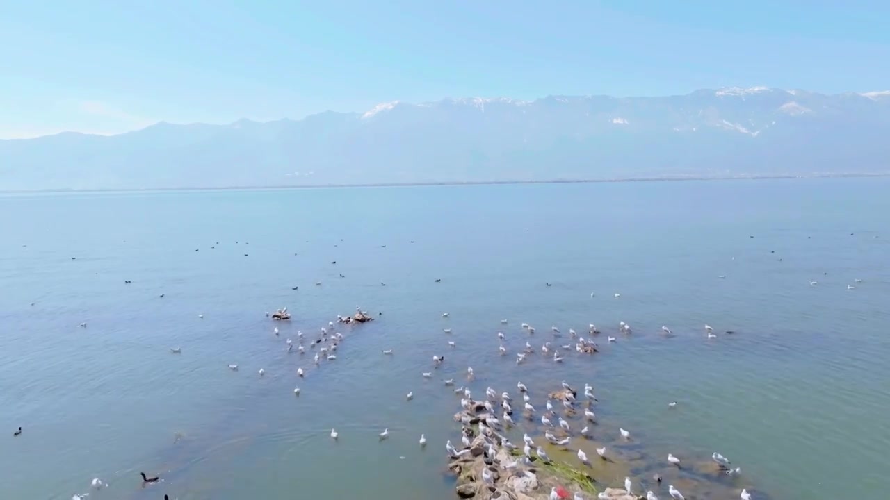 航拍云南大理苍山下的洱海与海鸥视频素材