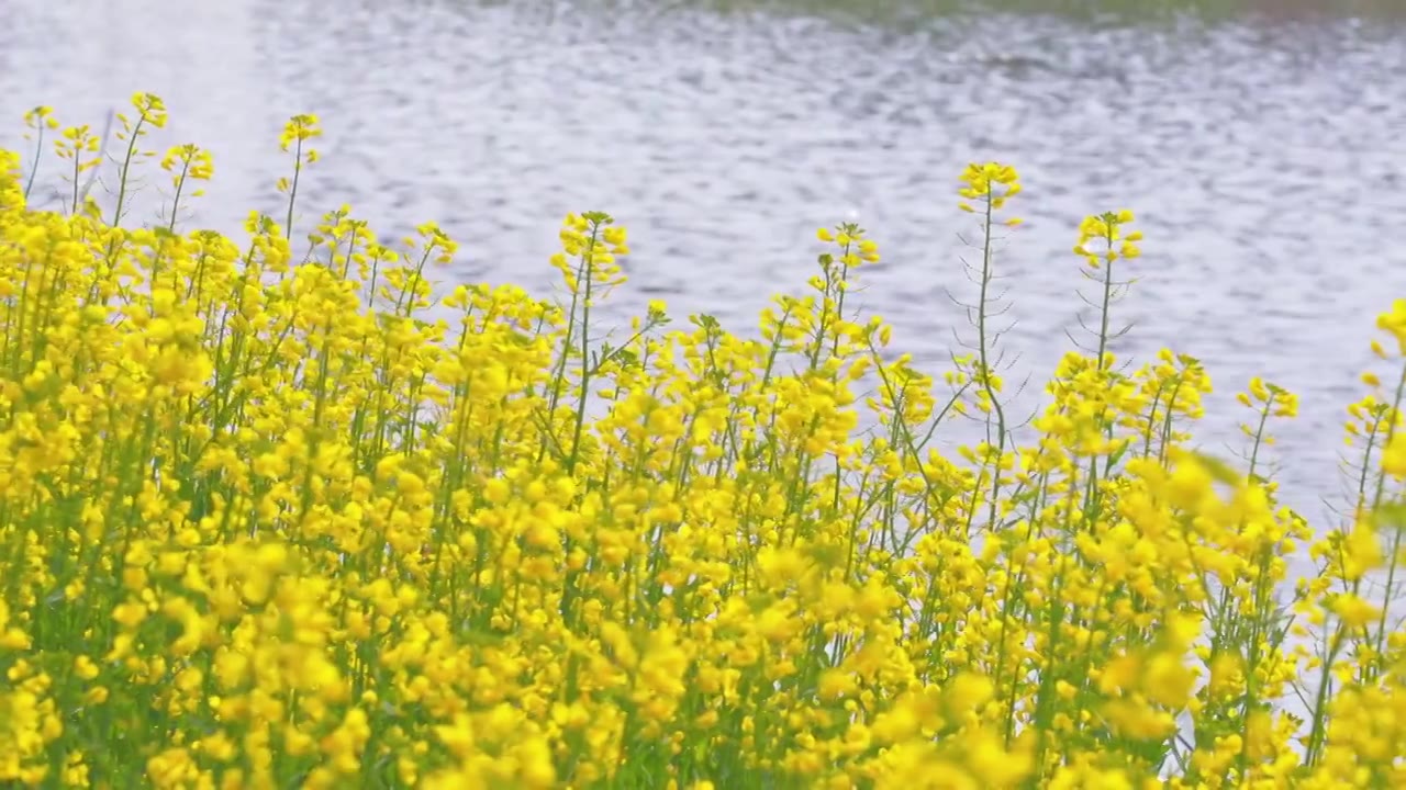 杭州临平艺尚小镇花海春天油菜花自然治愈风景视频素材