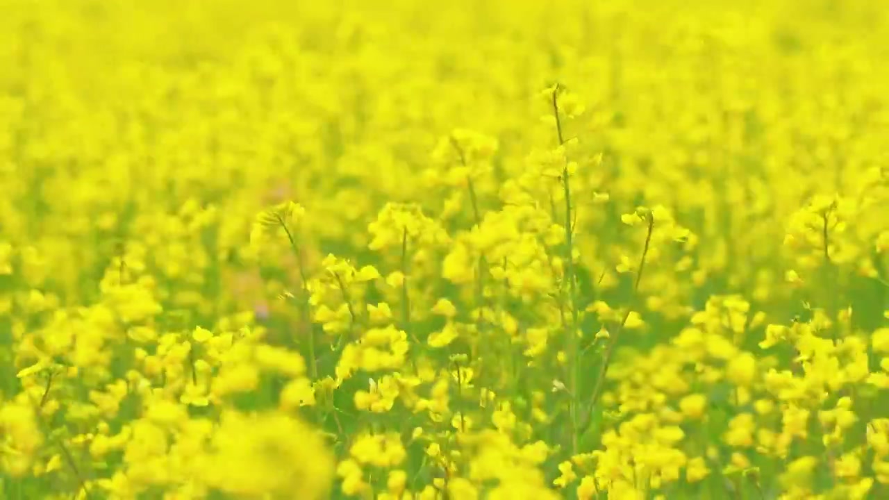 杭州临平艺尚小镇花海春天油菜花自然治愈风景视频素材