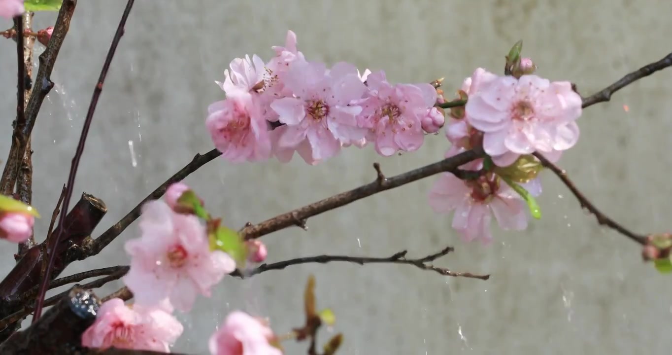 唯美樱桃花特写视频素材