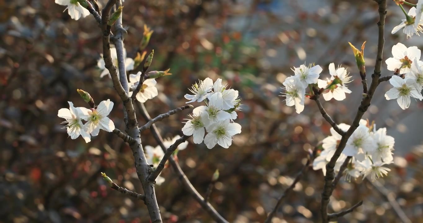 阳光下的美丽樱桃花视频素材