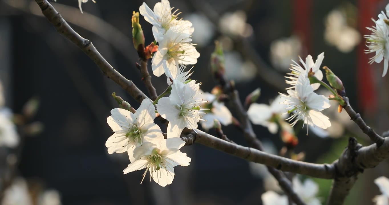 阳光下的美丽樱桃花视频素材