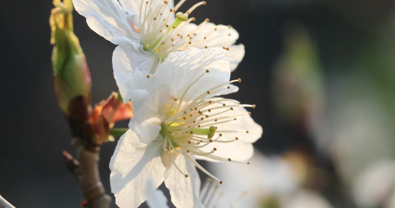 逆光唯美樱桃花特写视频素材