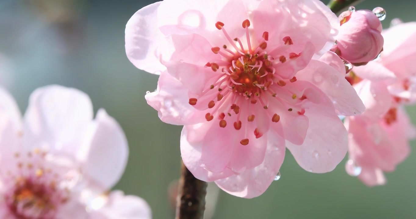 阳光下的樱桃花花朵微距视频素材