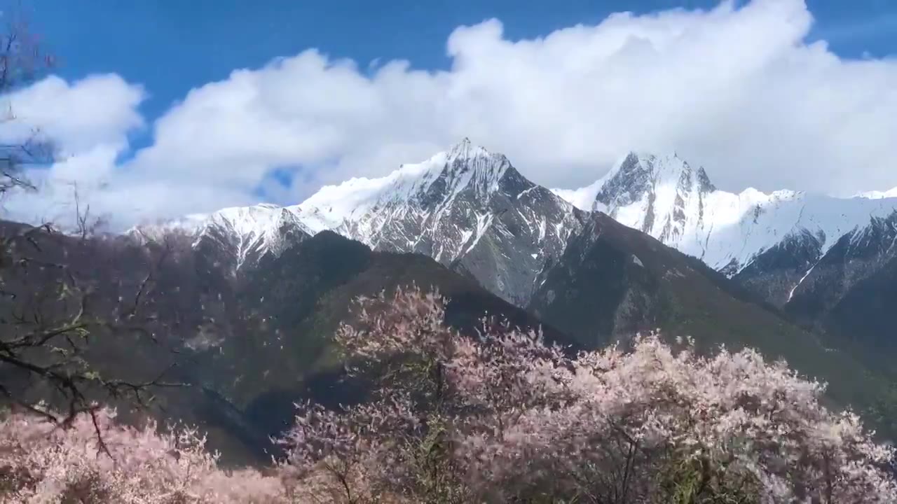 西藏林芝桃花雪山延时视频下载