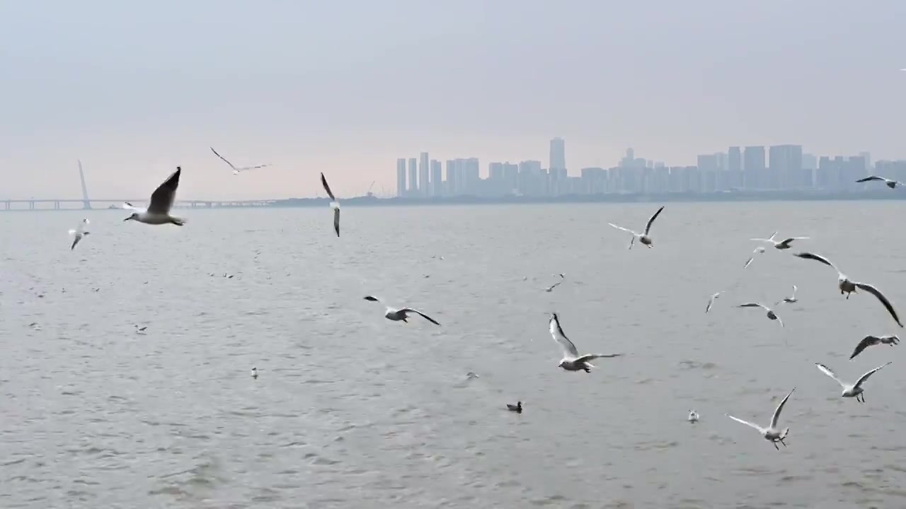 广东深圳湾公园海边飞翔的海鸥视频下载