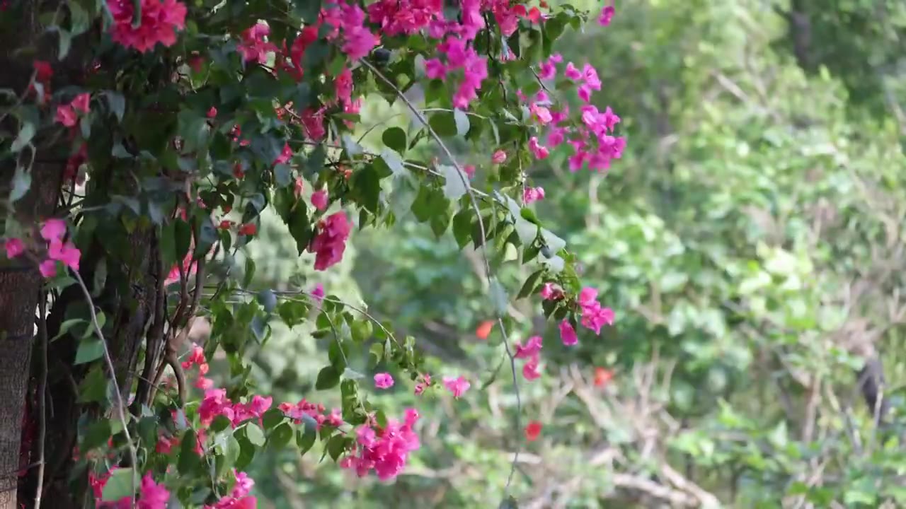 春天的三角梅/勒杜鹃视频素材