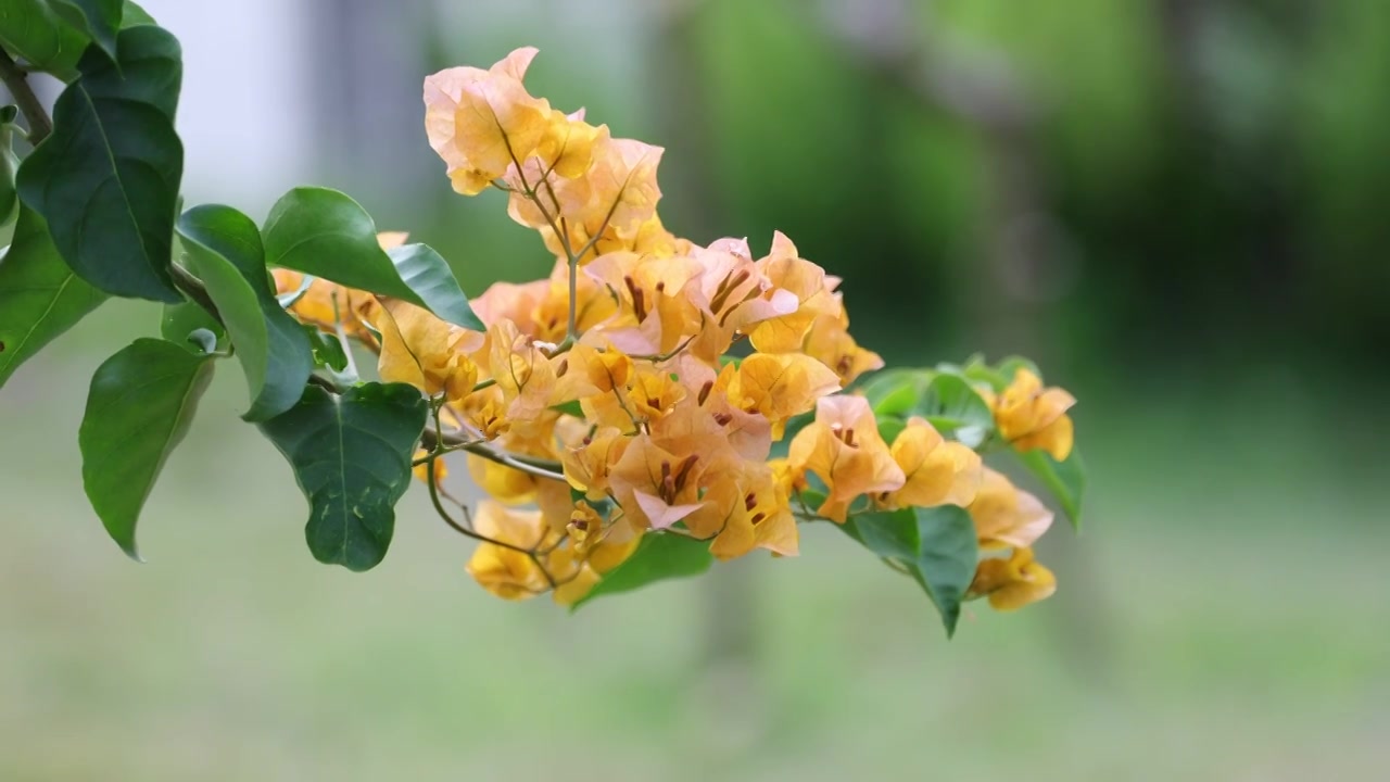 春天的三角梅/勒杜鹃视频素材