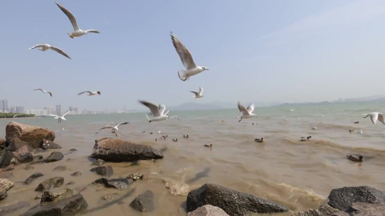 海鸥在海边盘旋飞翔视频素材