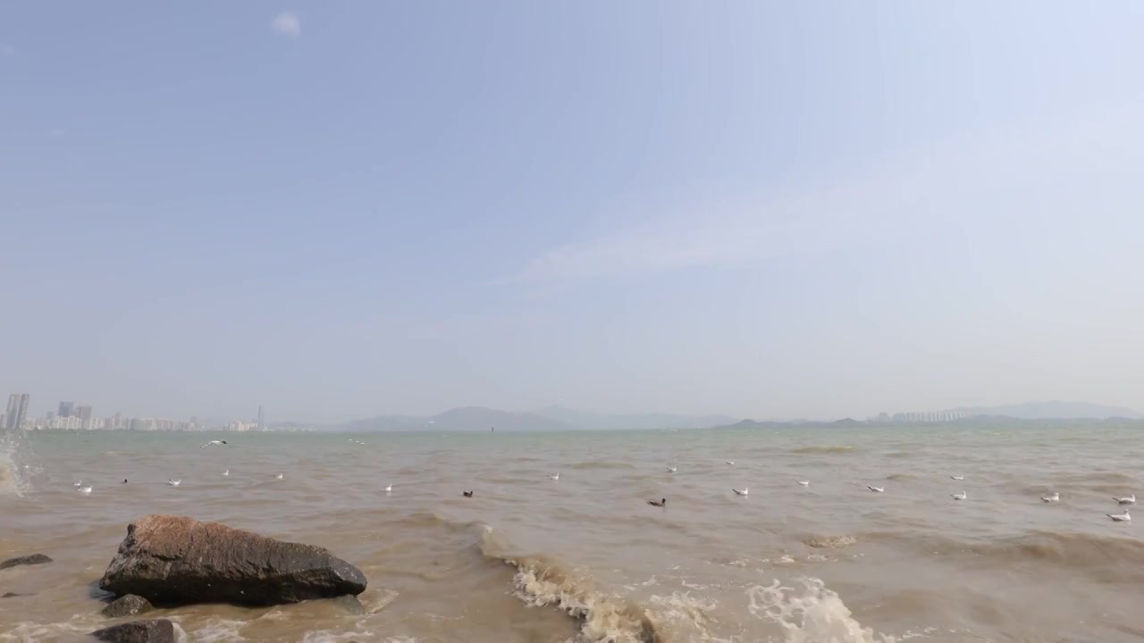 海鸥在海边盘旋飞翔视频素材