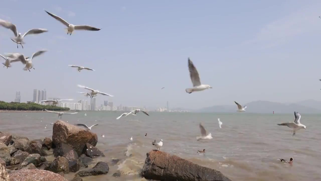 海鸥在海边盘旋飞翔视频素材