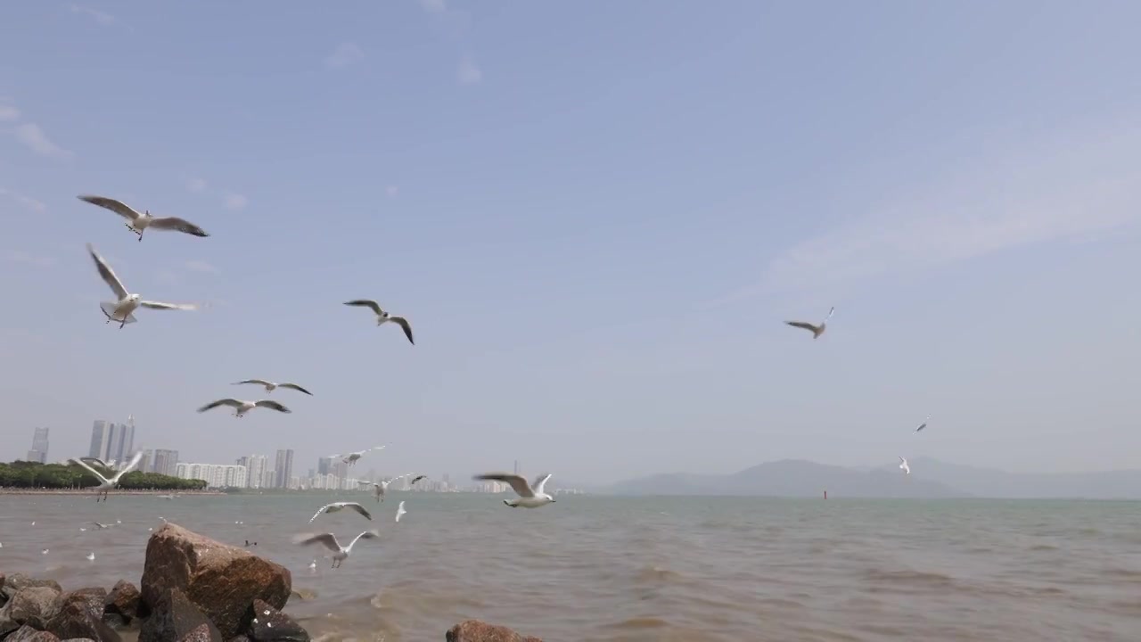 海鸥在海边盘旋飞翔视频素材