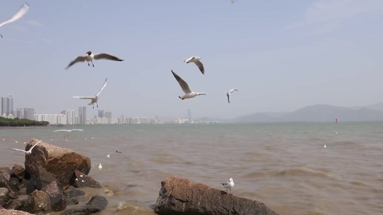 海鸥在海边盘旋飞翔视频素材