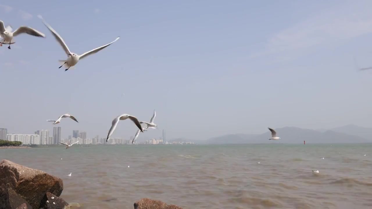 海鸥在海边盘旋飞翔视频素材