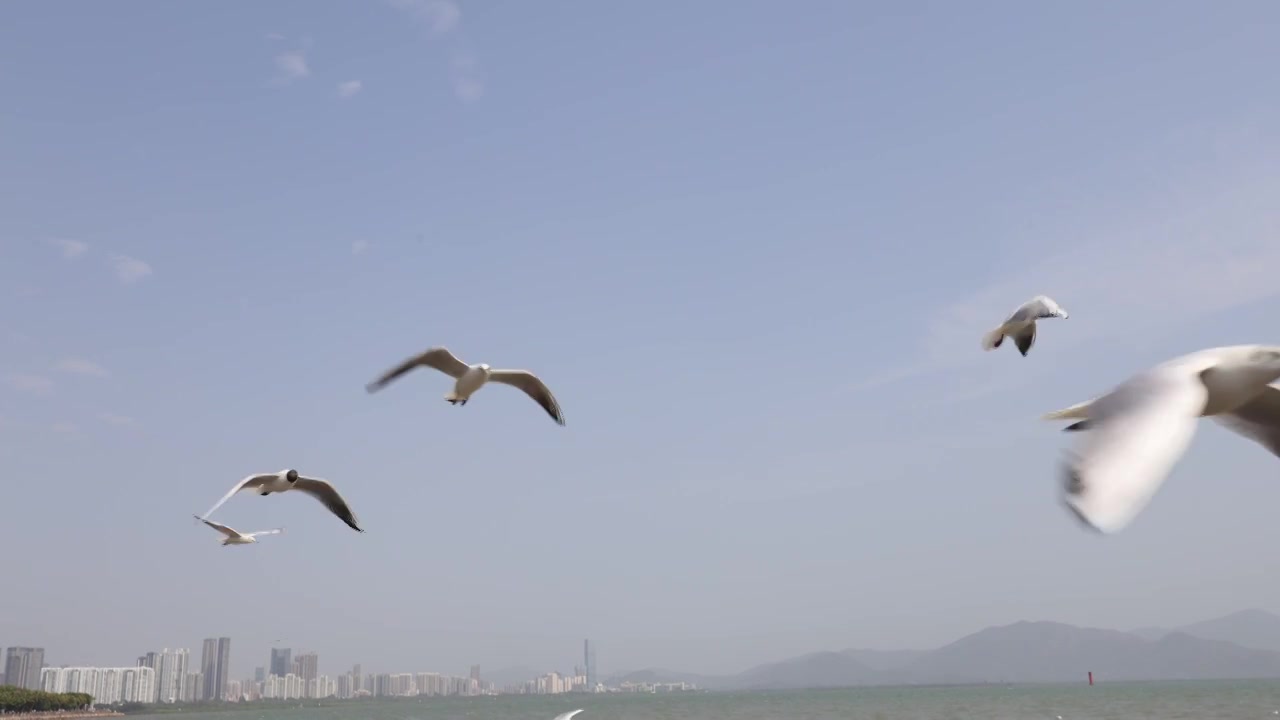 海鸥在海边盘旋飞翔视频素材