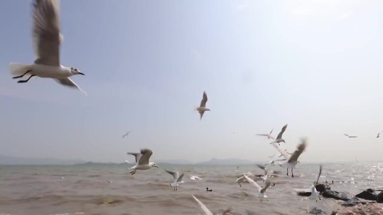 海鸥在海边盘旋飞翔视频素材