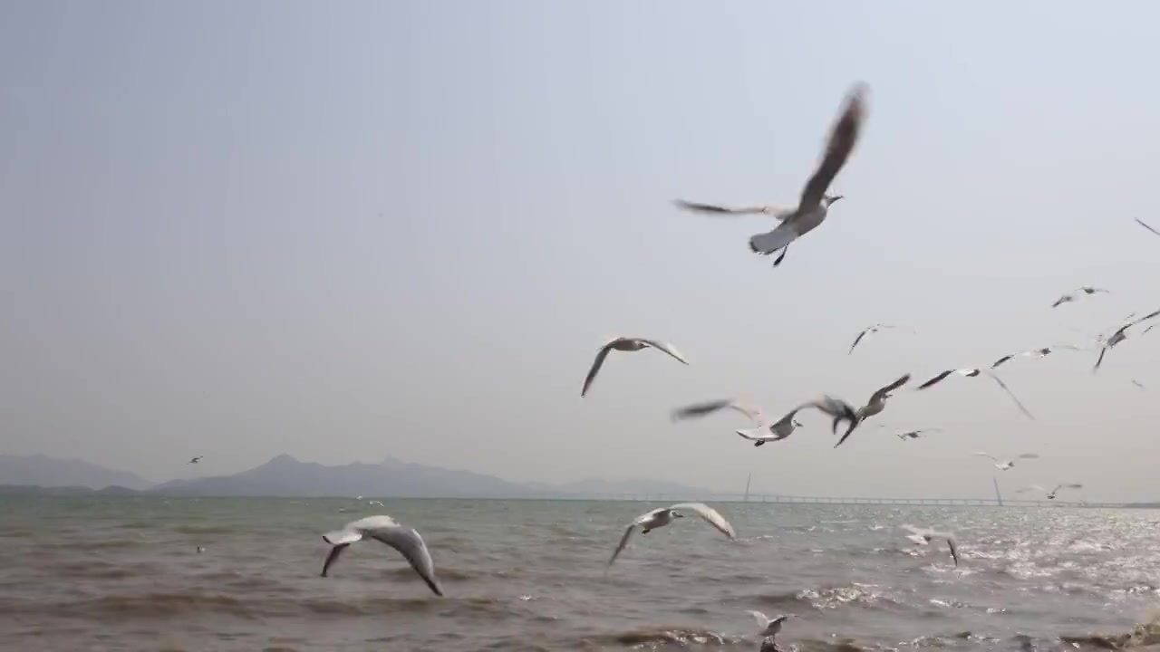 海鸥在海边盘旋飞翔视频素材