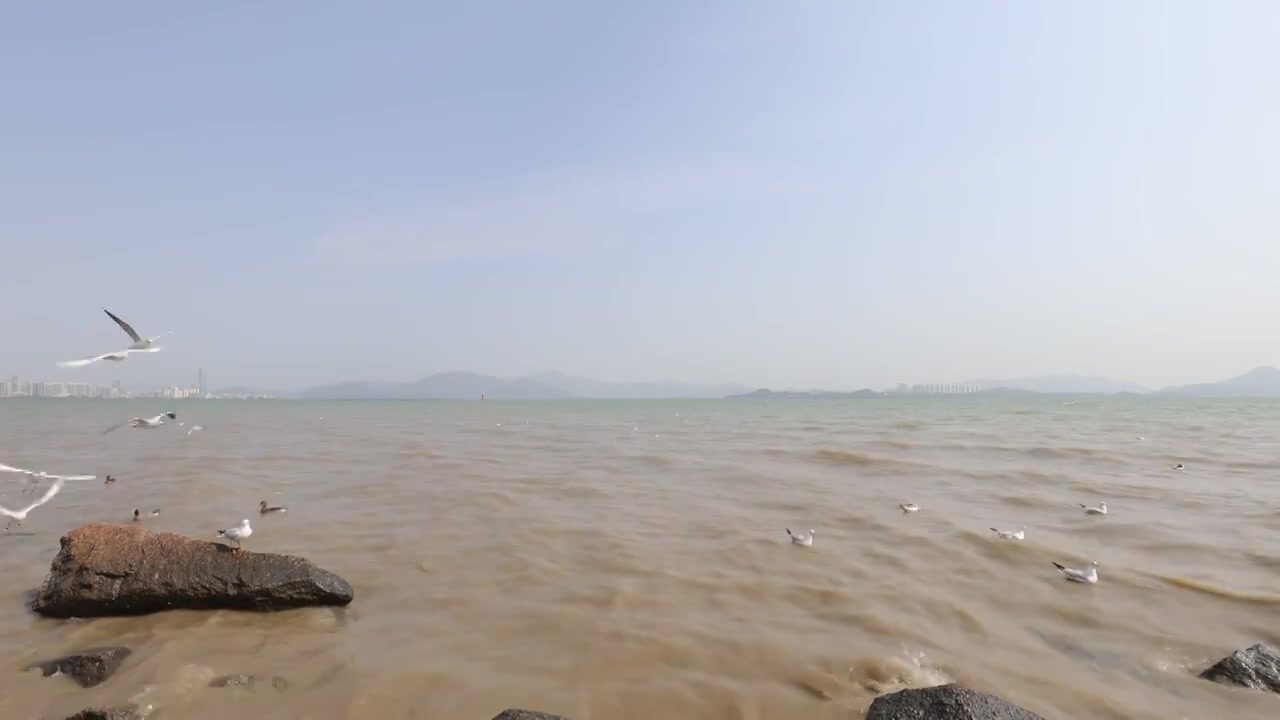 海鸥在海边盘旋飞翔视频素材