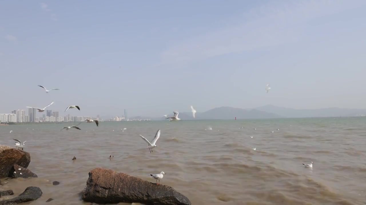 海鸥在海边盘旋飞翔视频素材