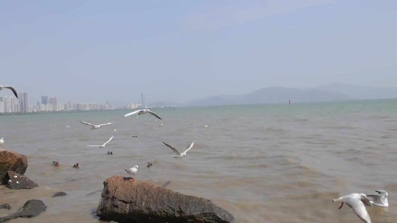 海鸥在海边盘旋飞翔视频素材