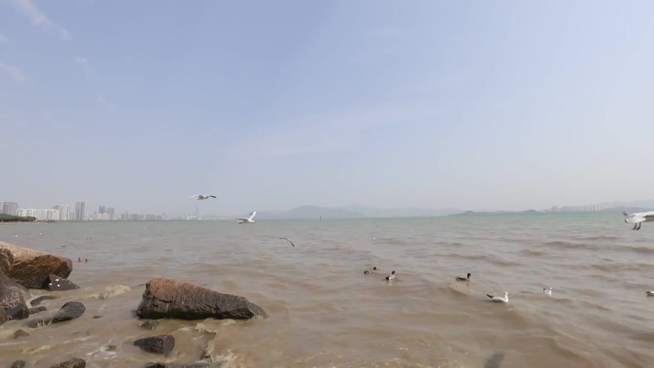 海鸥在海边盘旋飞翔视频素材