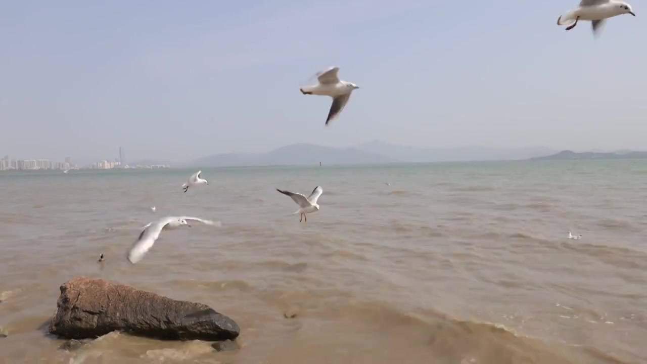 海鸥在海边盘旋飞翔视频素材