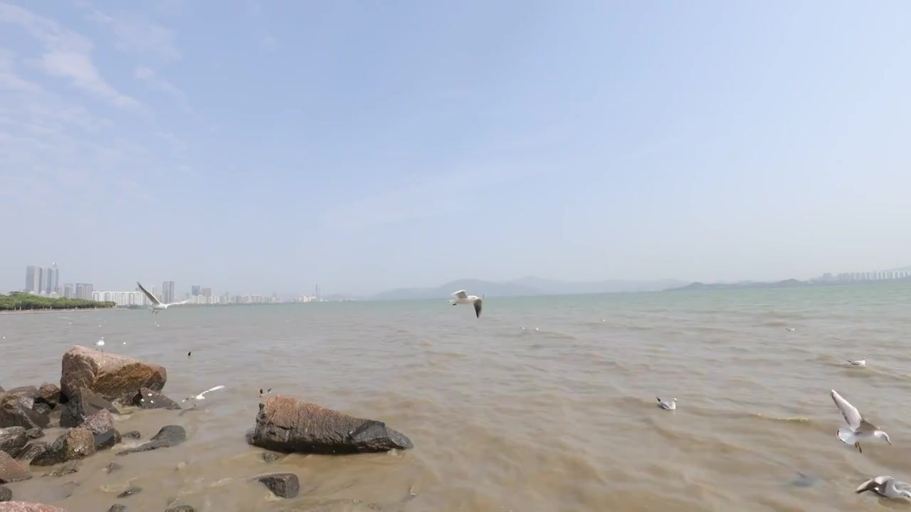 海鸥在海边盘旋飞翔视频素材