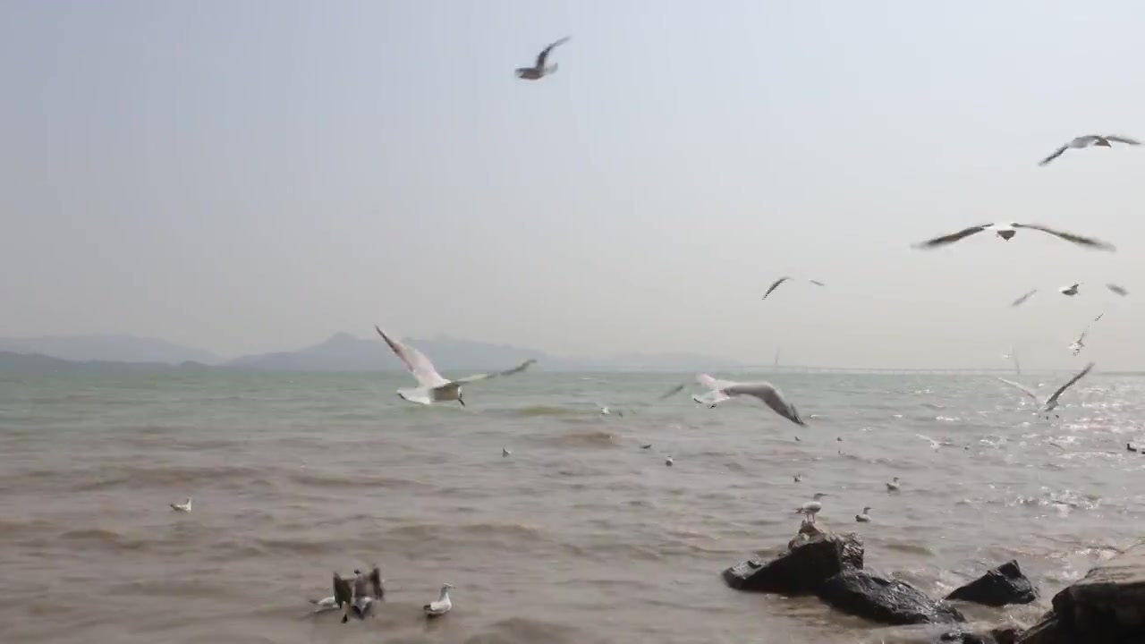 海鸥在海边盘旋飞翔视频素材