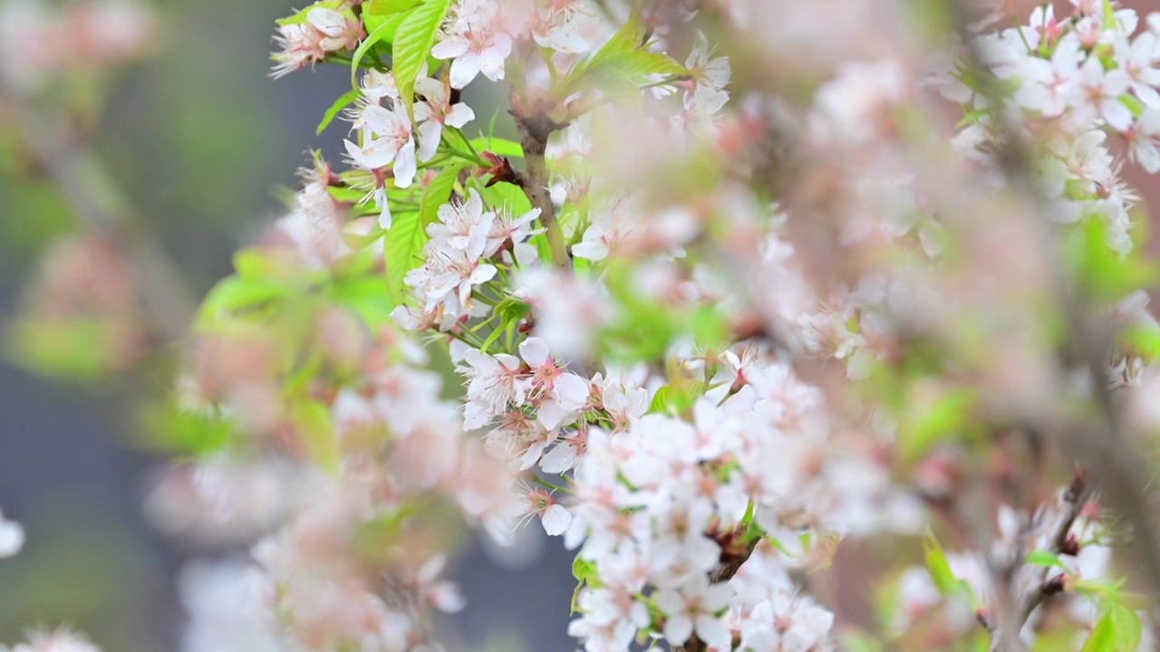 樱花视频素材