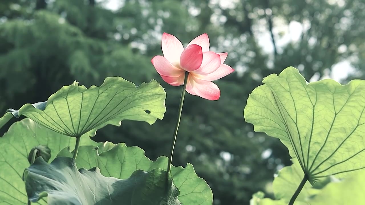 荷花荷叶的美感（合集）视频购买