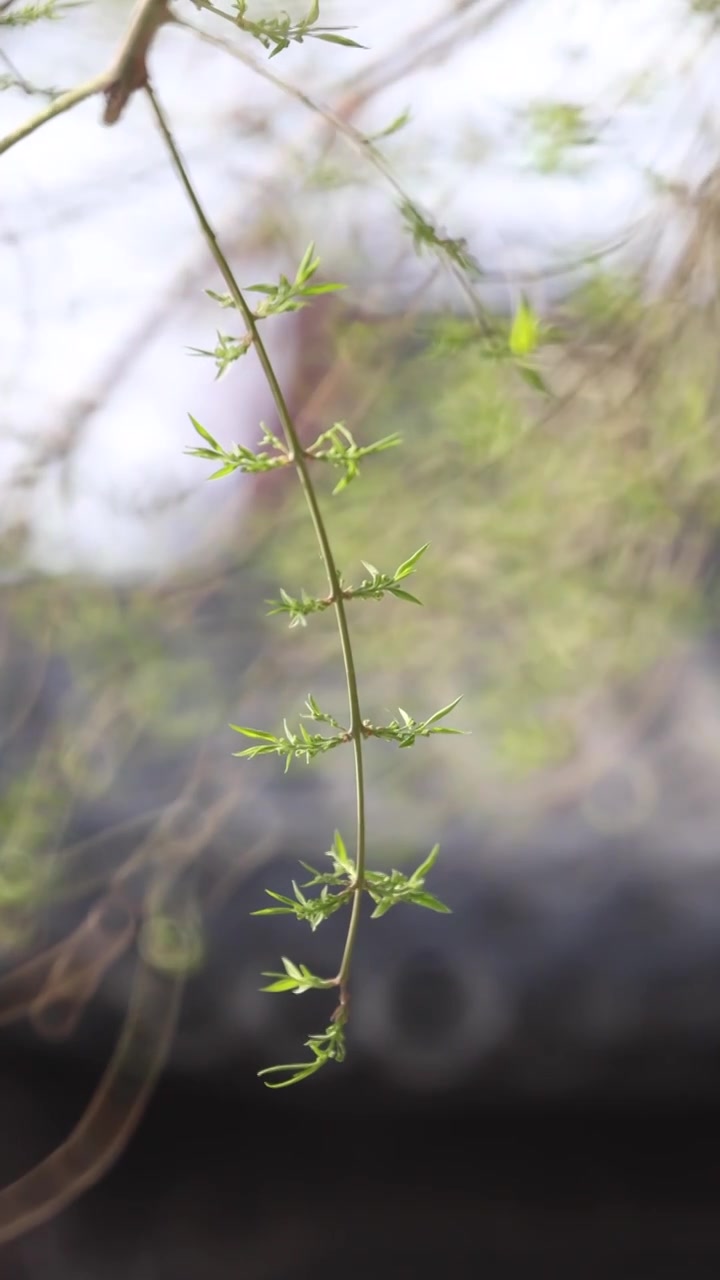 春天里的嫩芽视频素材