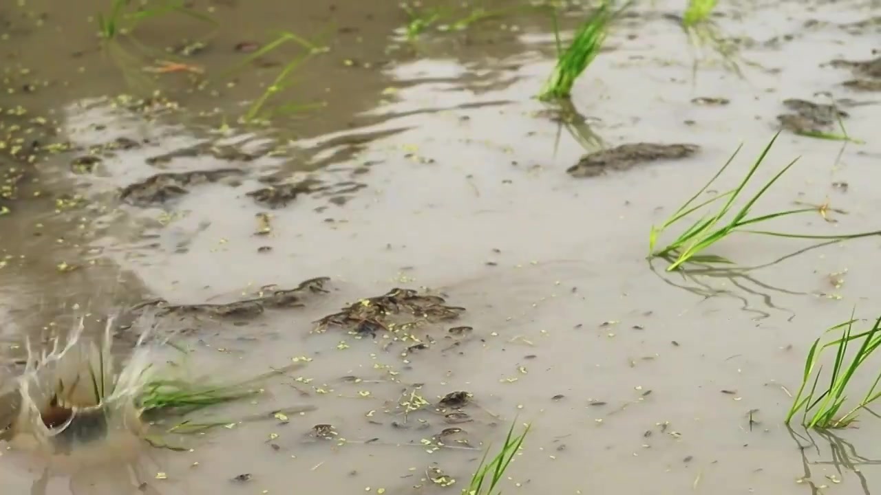 春耕大忙水稻秧苗农忙视频下载