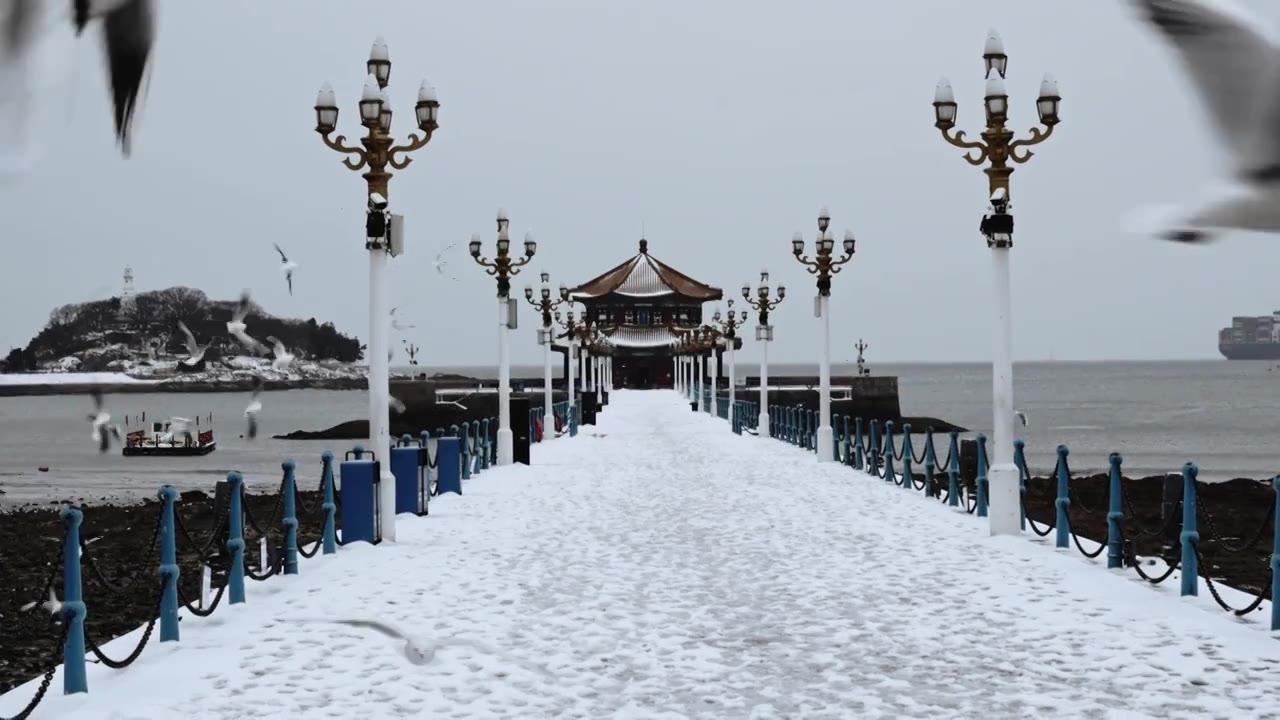 青岛栈桥雪后海鸥视频下载