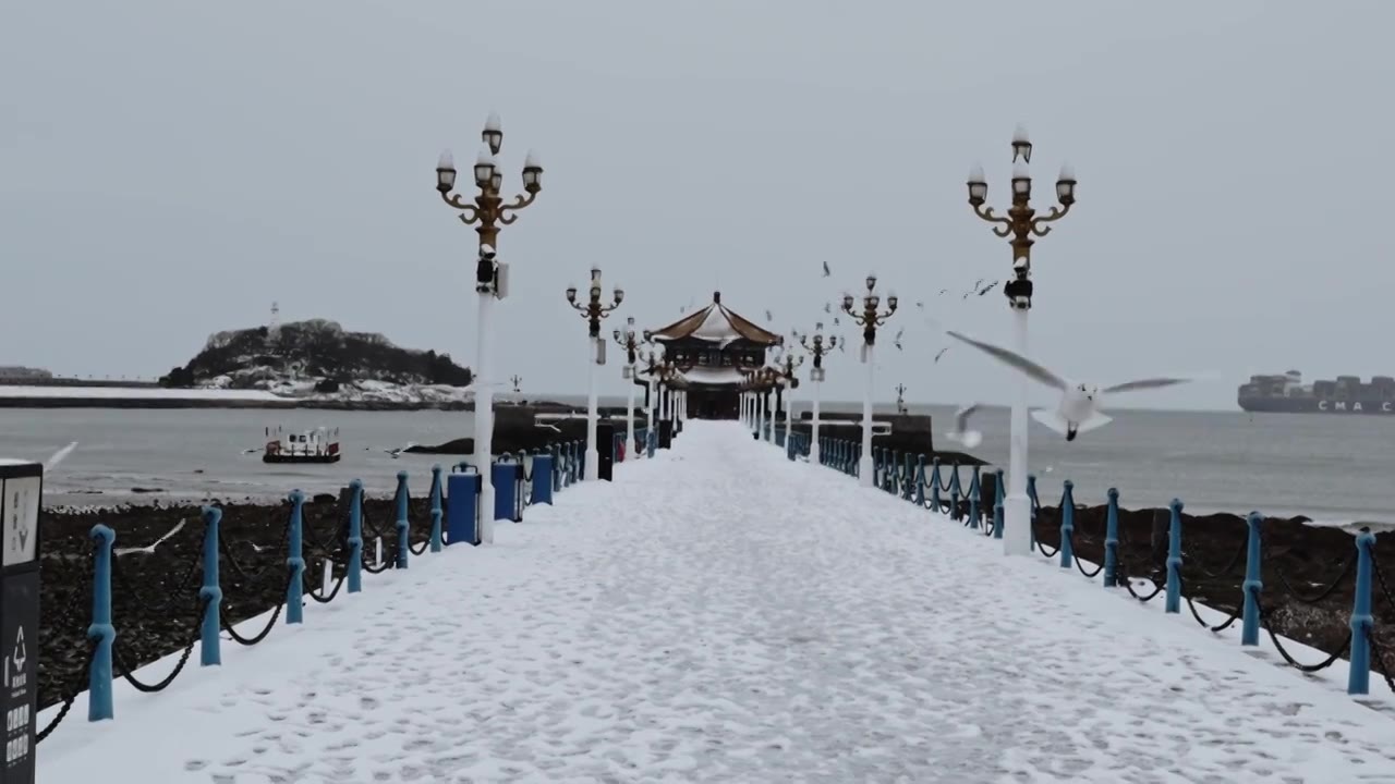 青岛栈桥雪后海鸥视频下载