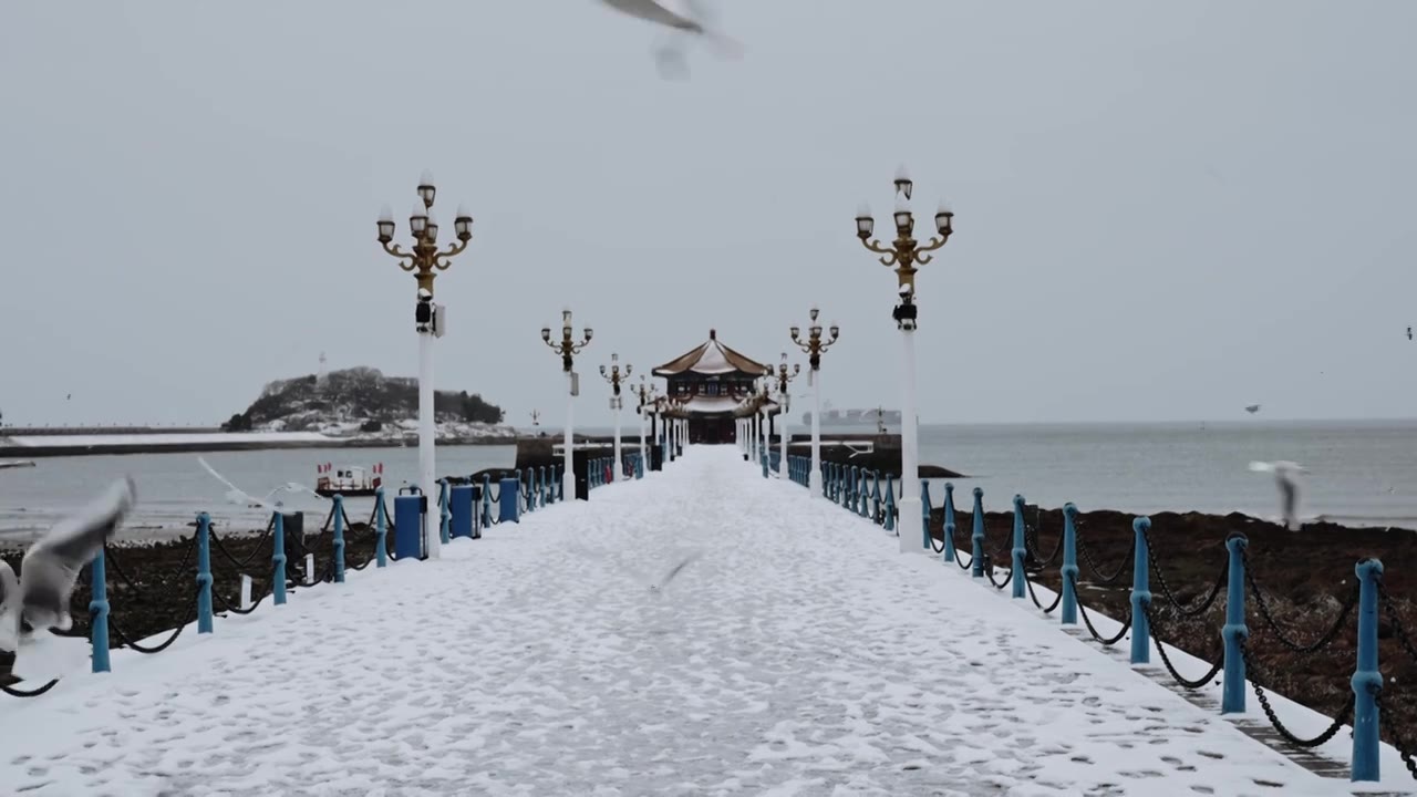 青岛栈桥雪后海鸥视频下载