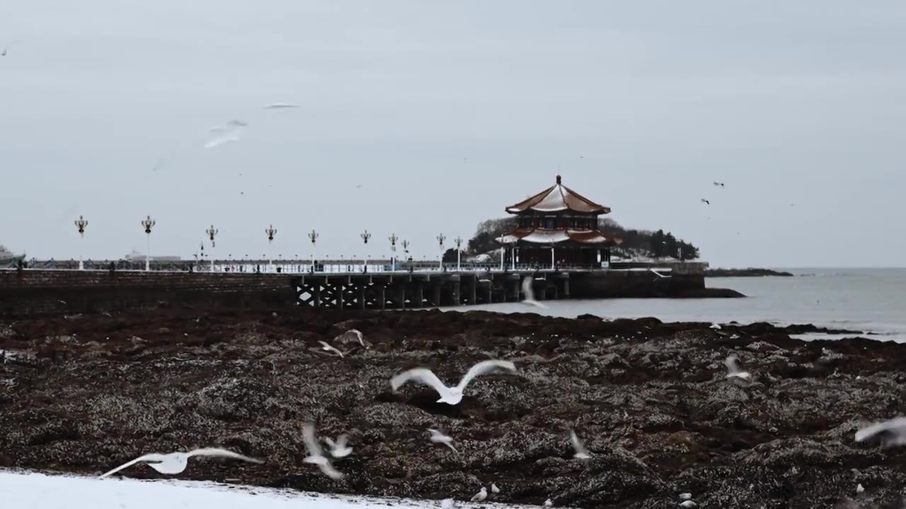 青岛栈桥雪后海鸥视频下载