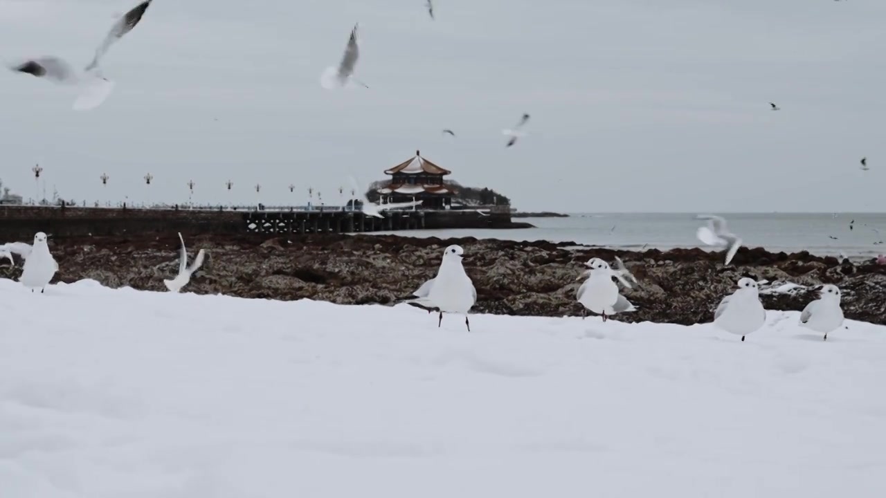 青岛栈桥雪后海鸥视频下载