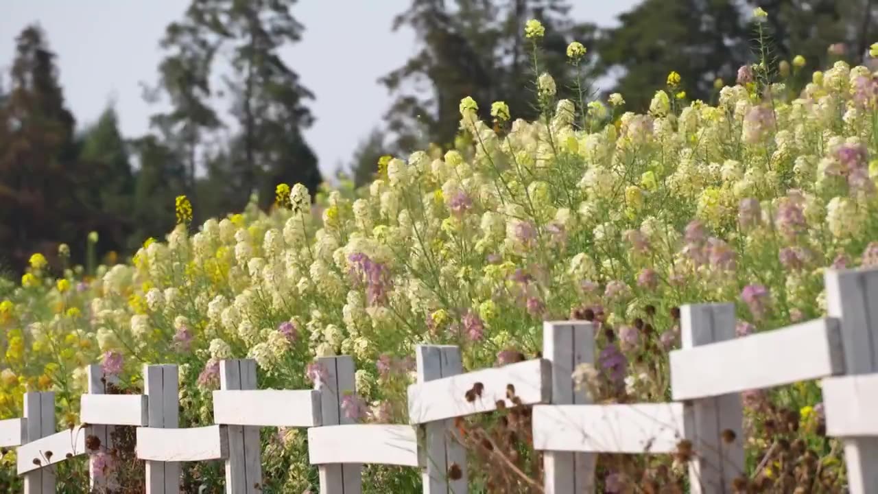 春天莫奈花园彩色油菜花蝴蝶蜜蜂采蜜农业视频素材