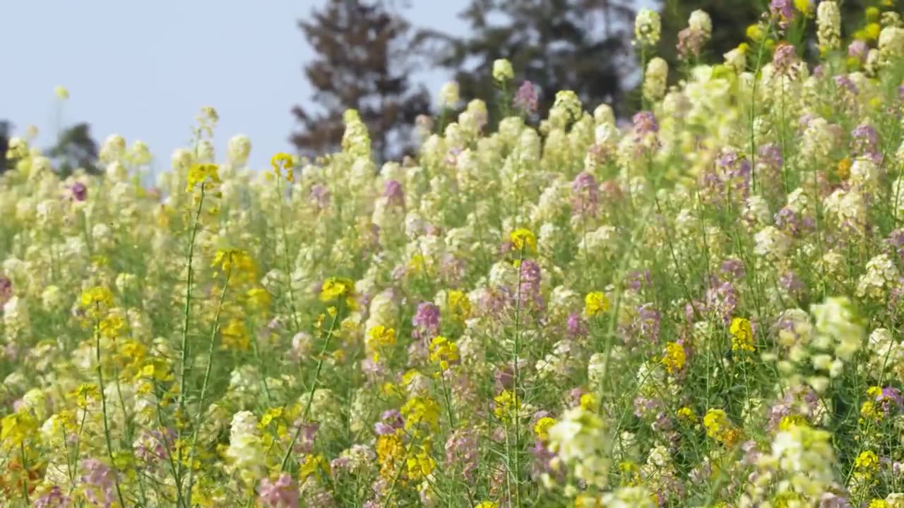 春天莫奈花园彩色油菜花蝴蝶蜜蜂采蜜农业视频素材