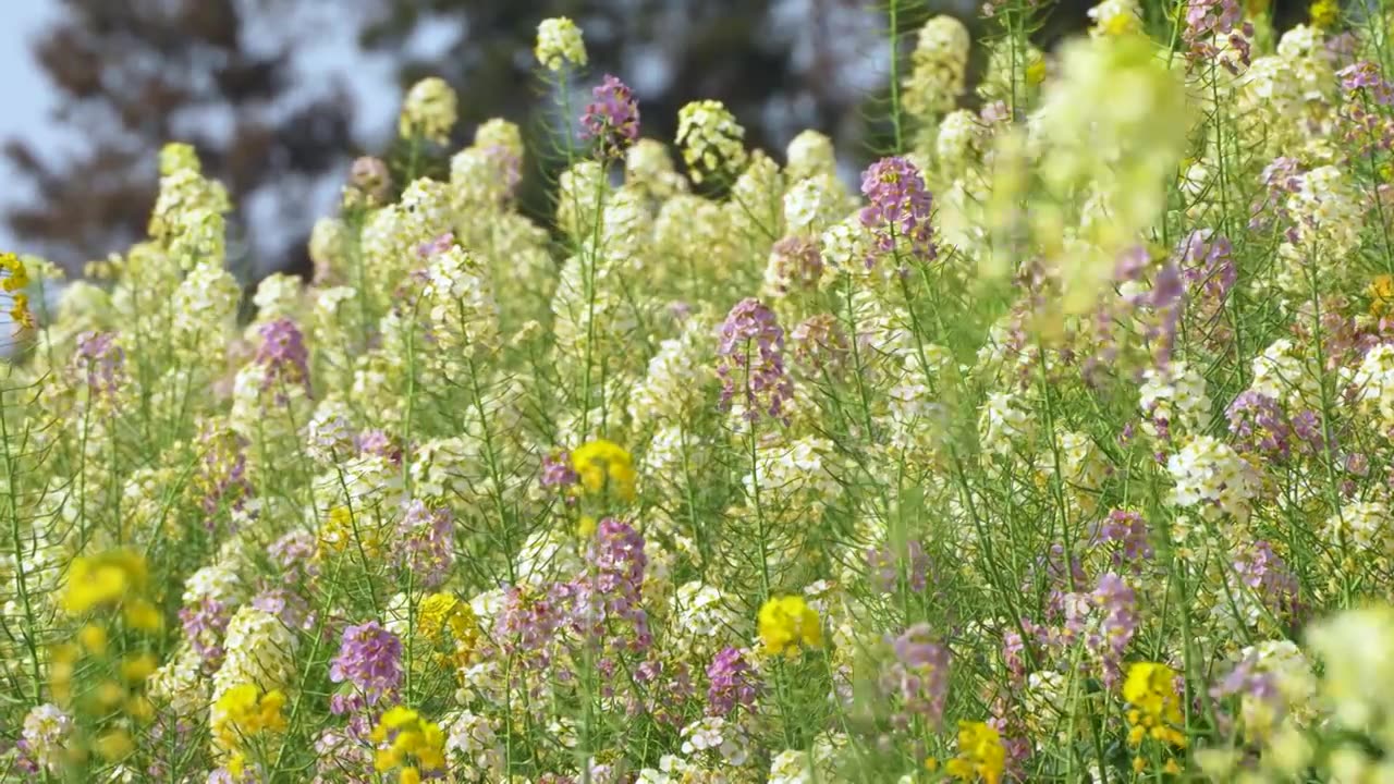 春天莫奈花园彩色油菜花蝴蝶蜜蜂采蜜农业视频素材