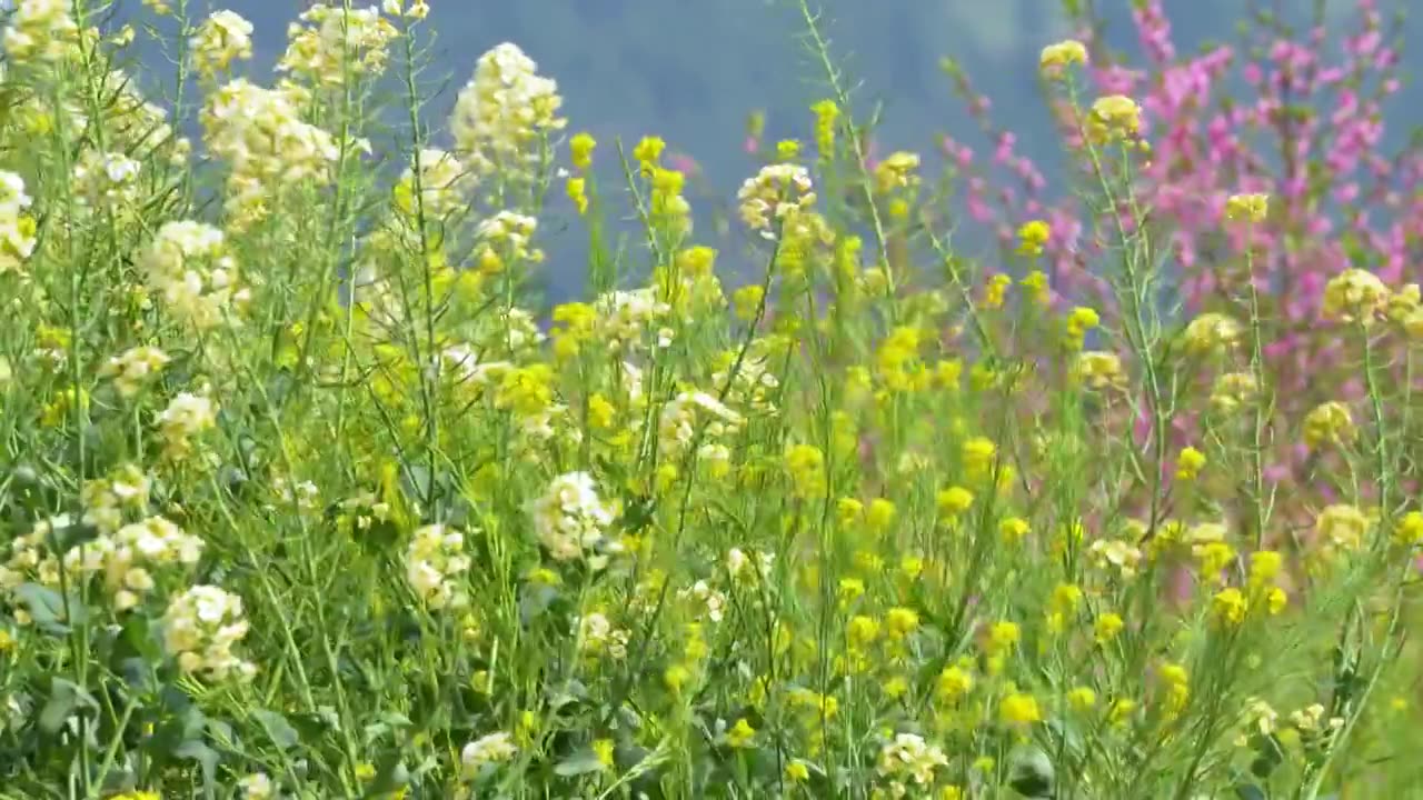 春天莫奈花园彩色油菜花蝴蝶蜜蜂采蜜农业视频素材