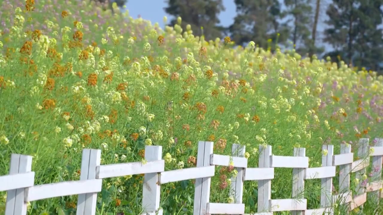 春天莫奈花园彩色油菜花蝴蝶蜜蜂采蜜农业视频素材