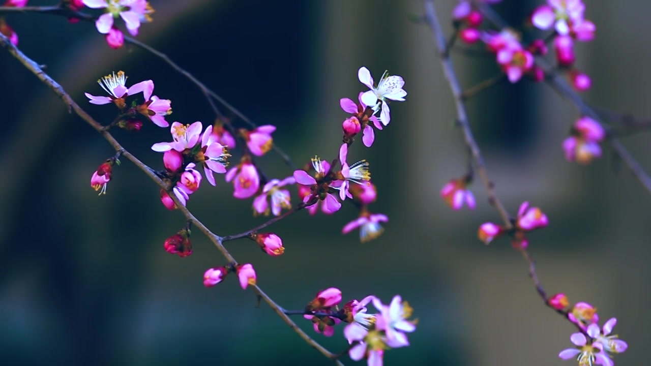 山桃花开了视频素材