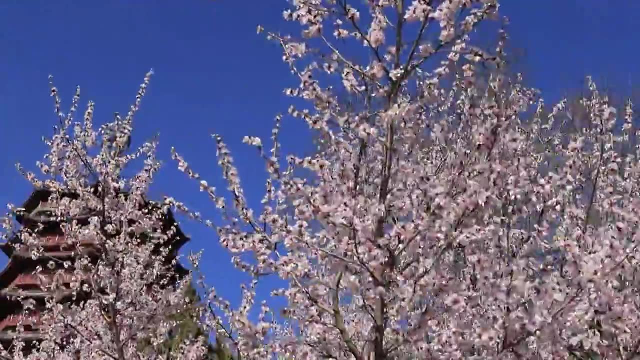 北京园博园永定塔春天桃花盛开视频下载